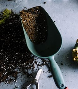 hands planting a seedling in soil